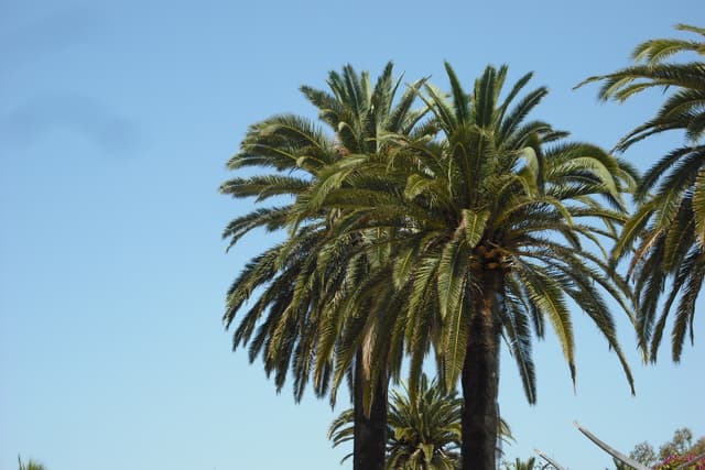 Palms